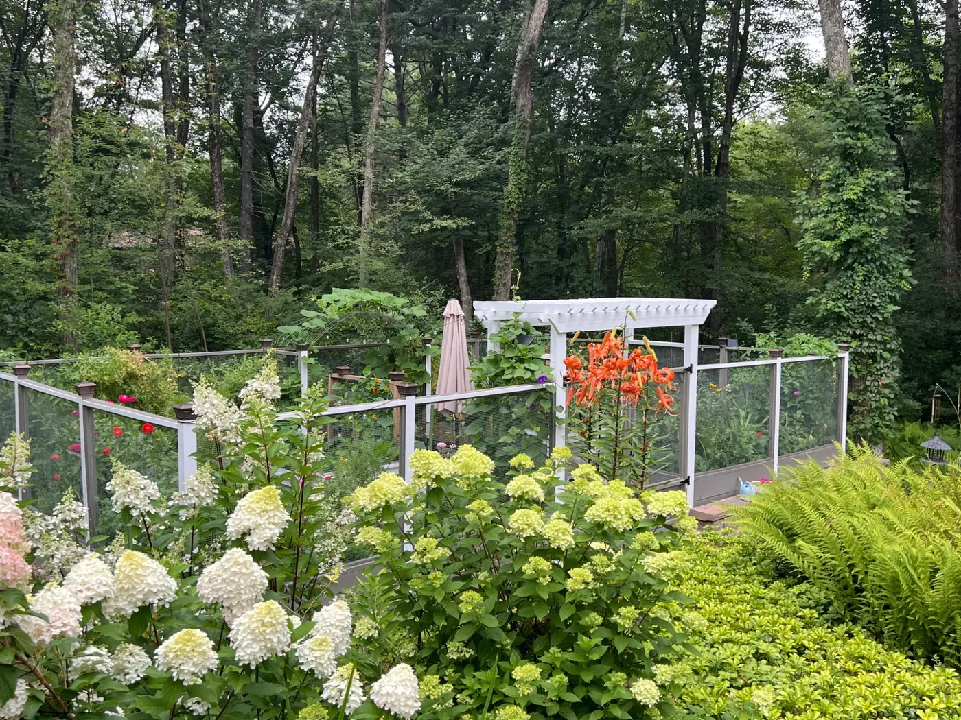 Productive fenced garden framed by flowering hydrangeas and woodland greenery