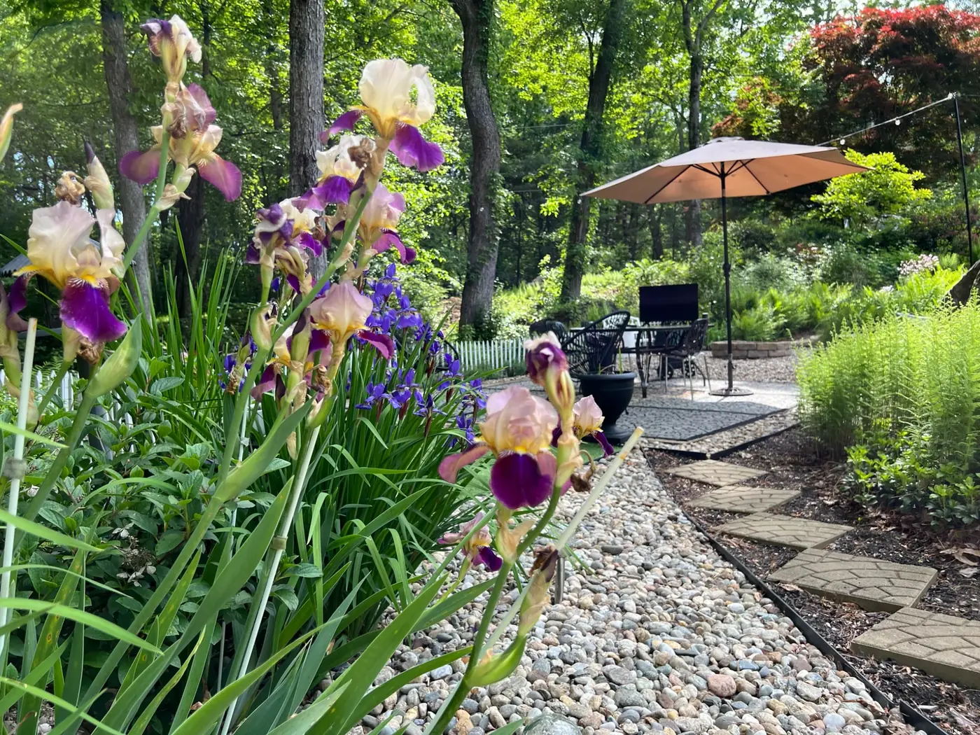 Purple iris beside a landscaped garden sitting area
