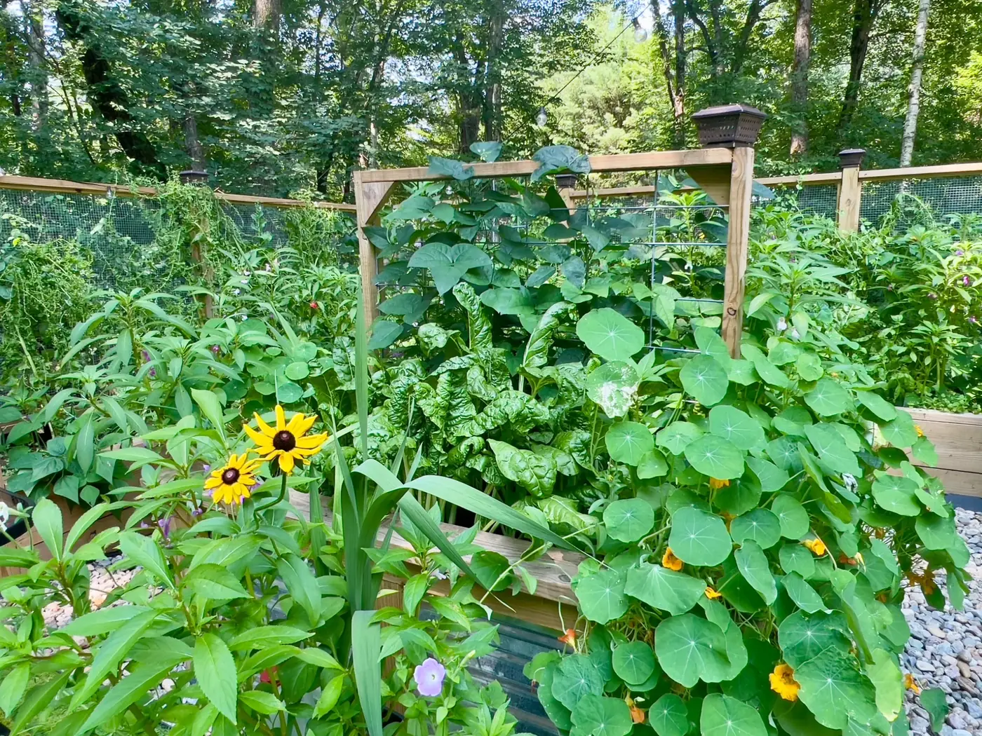 Lush raised vegetable bed with nasturtiums and black-eyed Susans