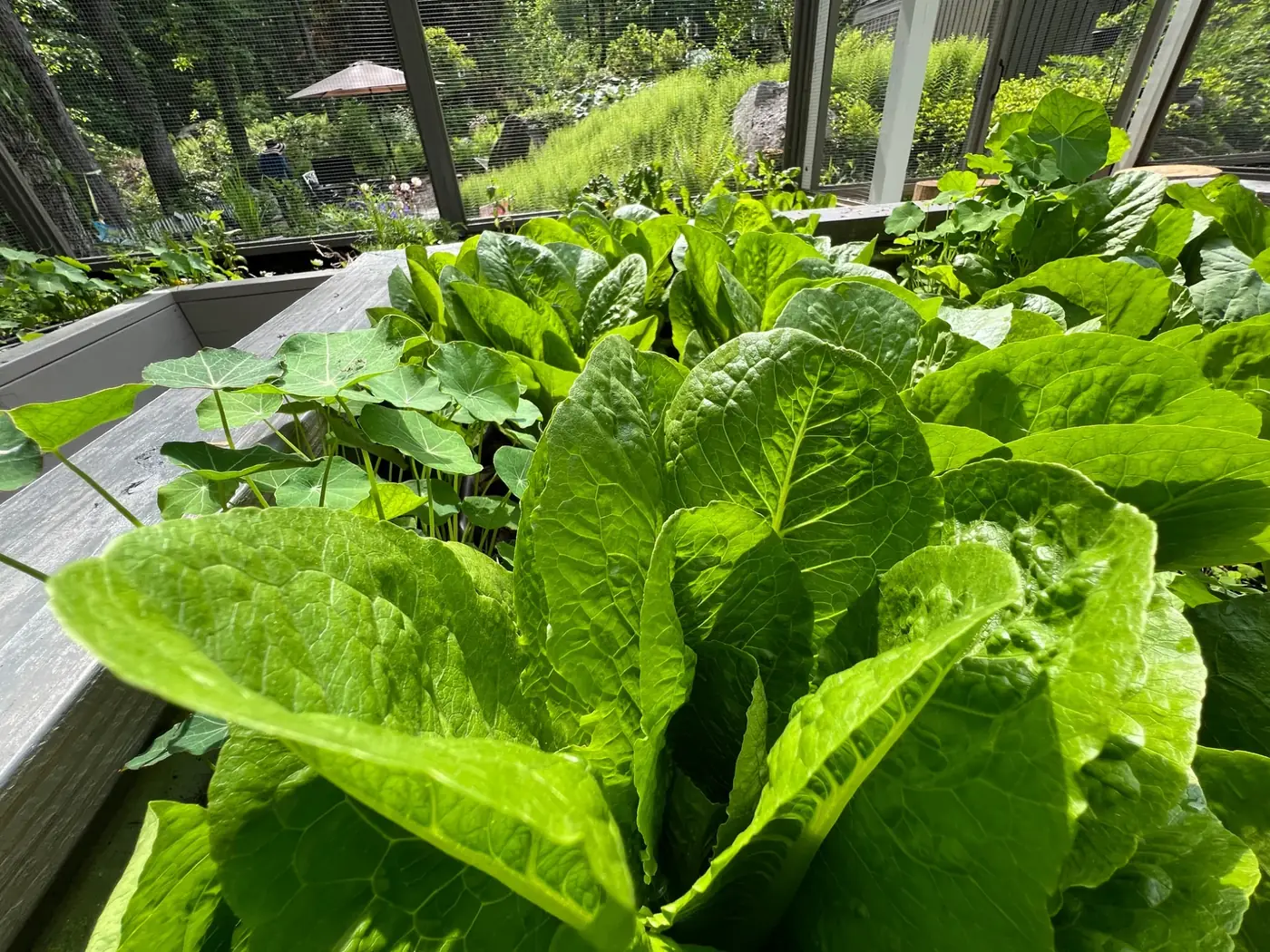Healthy lettuce filling a productive garden bed
