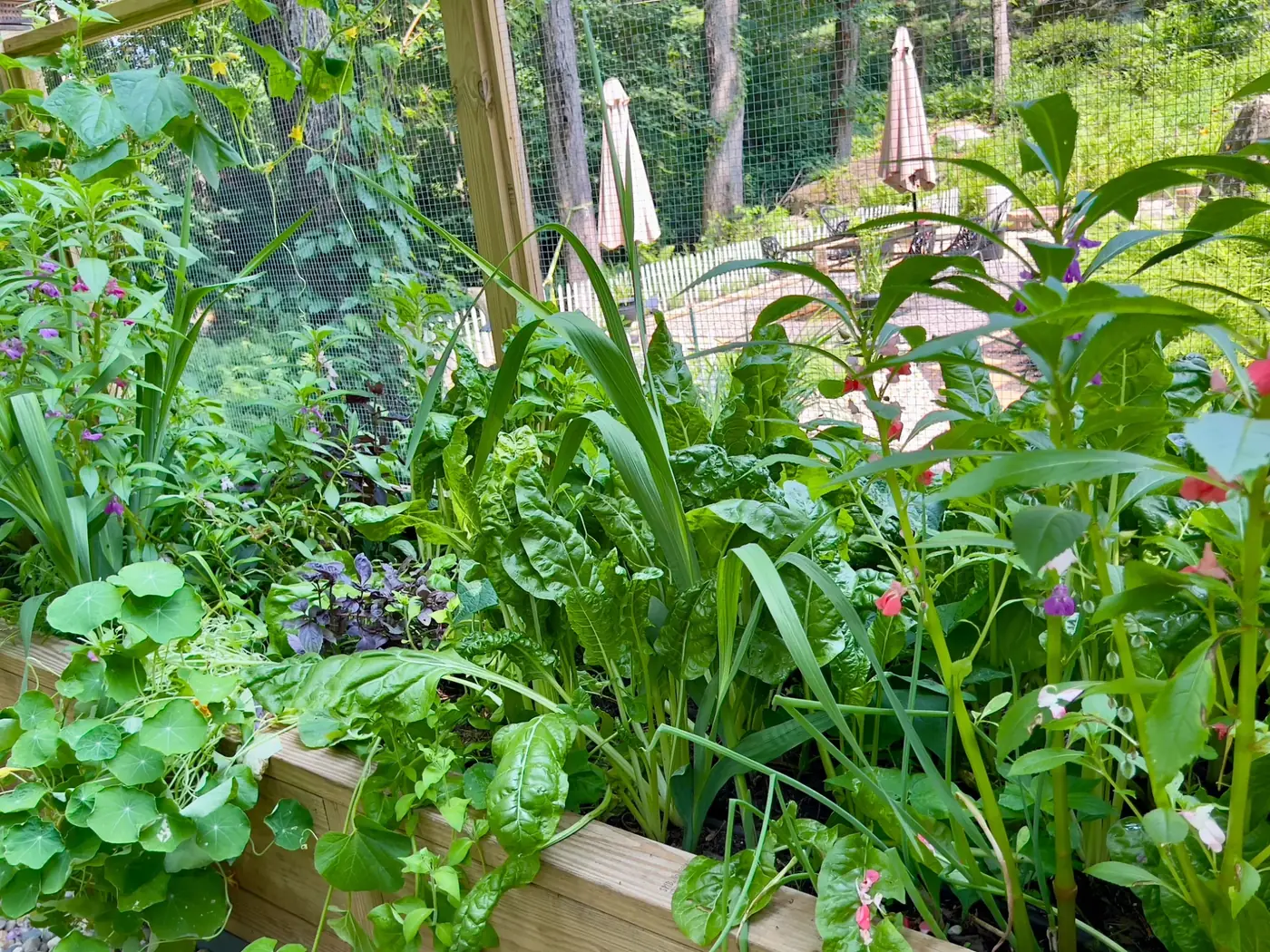Abundant edible greens and flowers in a productive raised garden