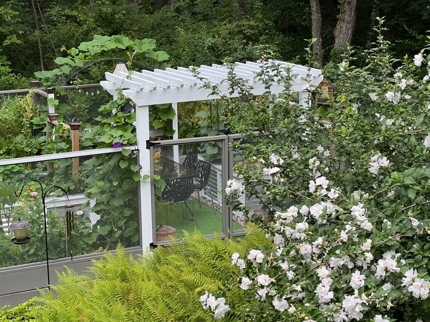 White garden pergola framed by flowering shrubs and ferns