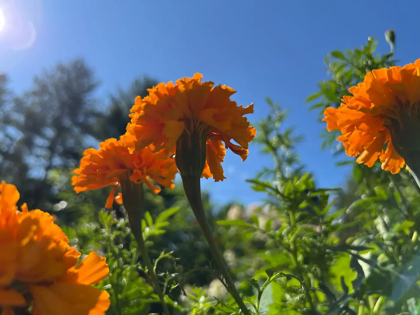 Orange marigolds against a bright blue sky