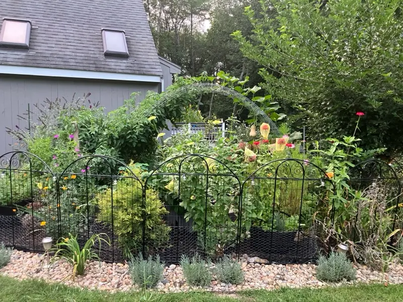 Established fenced vegetable garden with black arched fencing and lush plantings