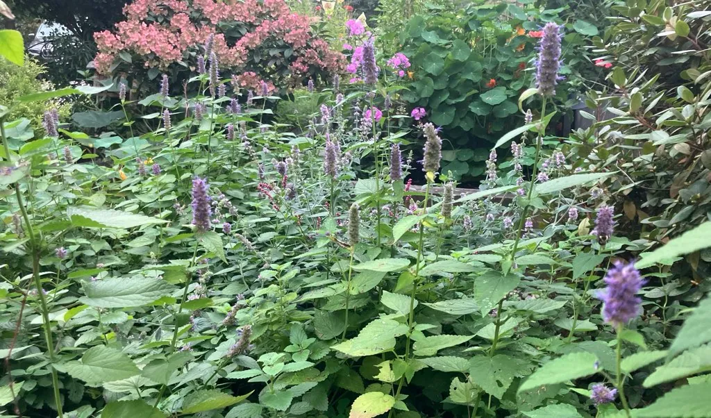 Home-grown hyssop used in Your Garden of Eden hair conditioner development